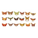Complete set of 18 feves Atlas - Papillons de la nuit